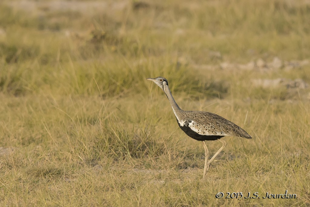 Hartlaub's Bustard - Jerome Jourdan