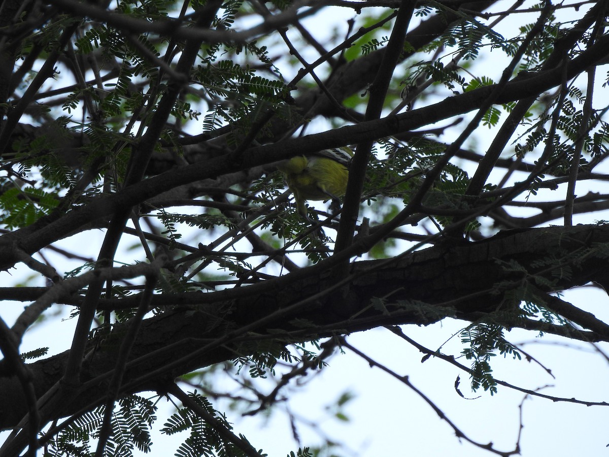 White-tailed Iora - Yogeswarie Sreedharan