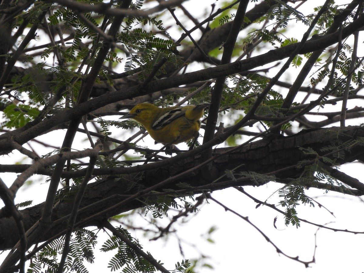 White-tailed Iora - Yogeswarie Sreedharan