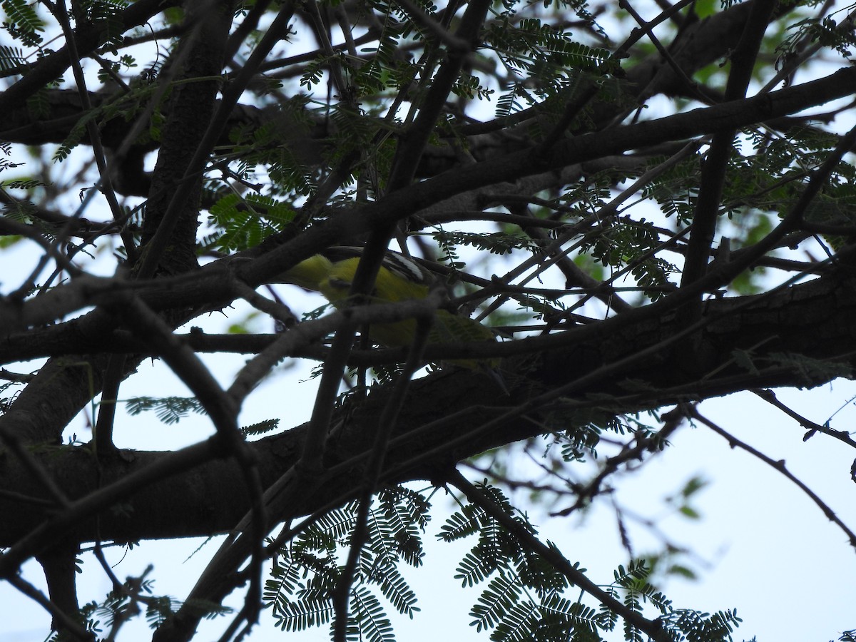 White-tailed Iora - Yogeswarie Sreedharan