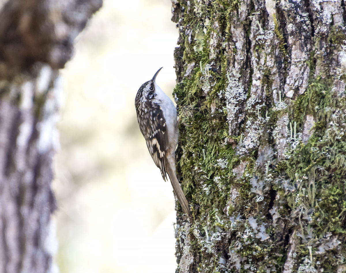 Brown Creeper - ML40639411