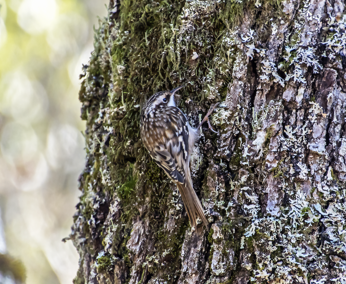 Brown Creeper - ML40639421