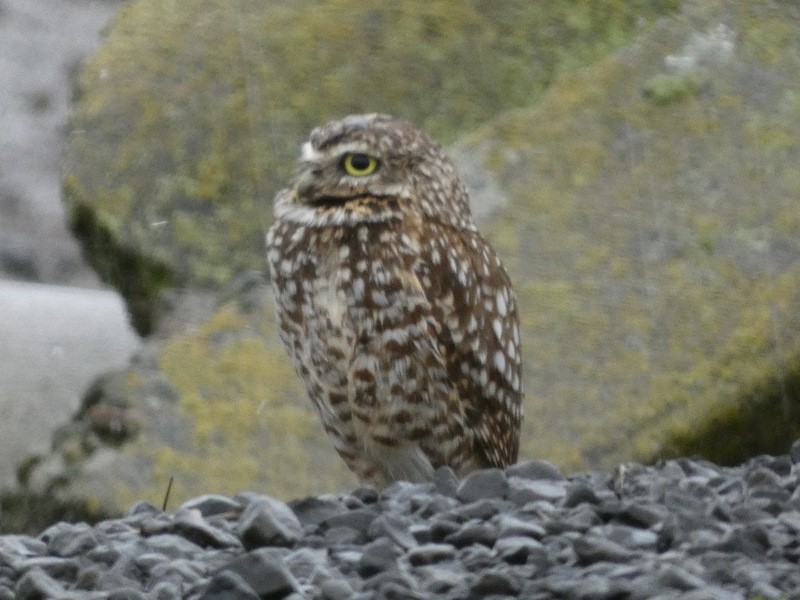 Burrowing Owl - ML406394391