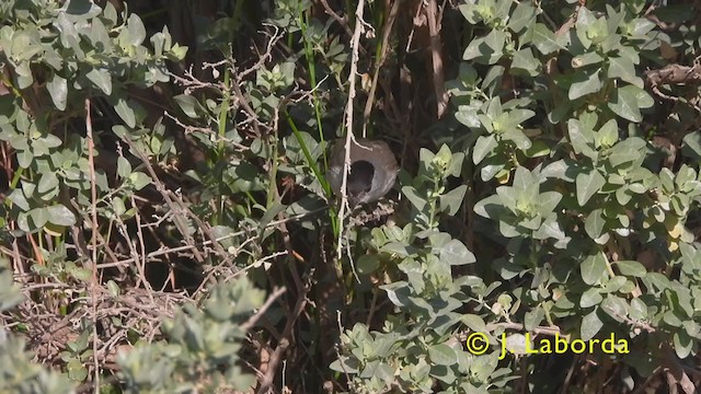 Eurasian Blackcap - ML406394901