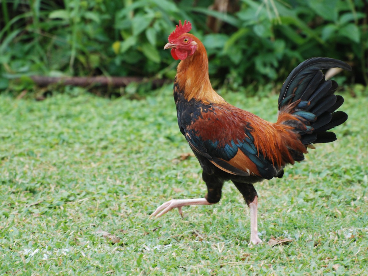 Red Junglefowl (Domestic type) - ML40639591