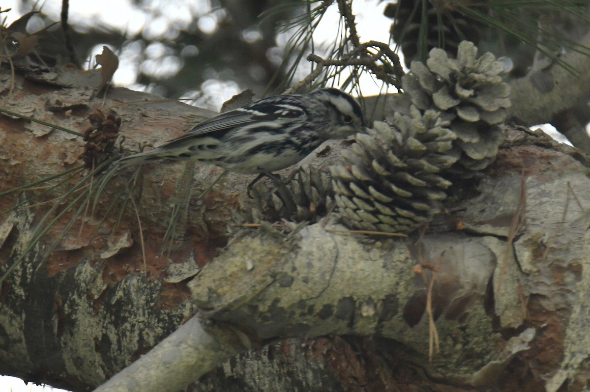 Black-and-white Warbler - ML406396161