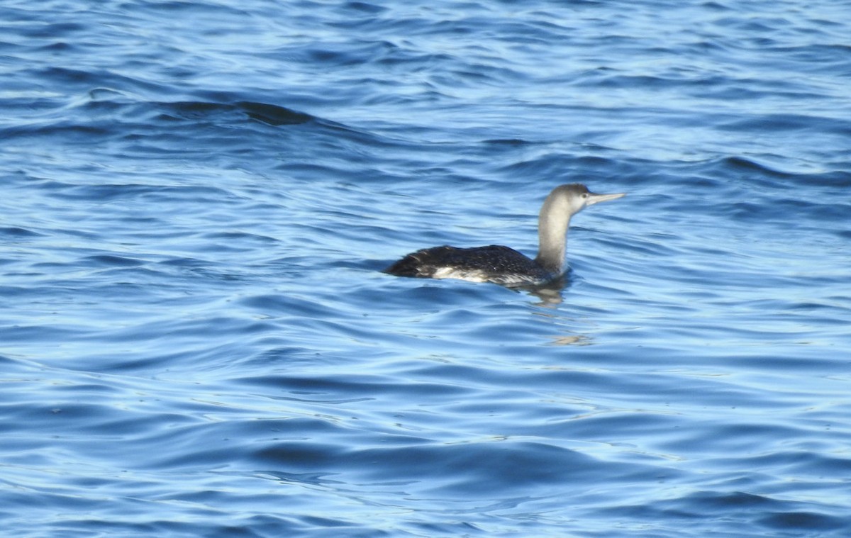 Red-throated Loon - ML406397691