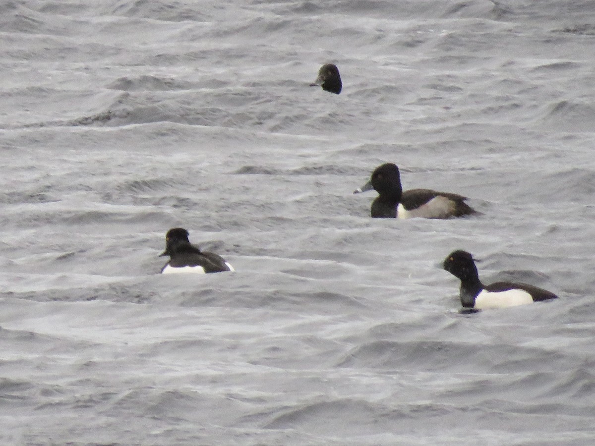 Ring-necked Duck - ML406397841