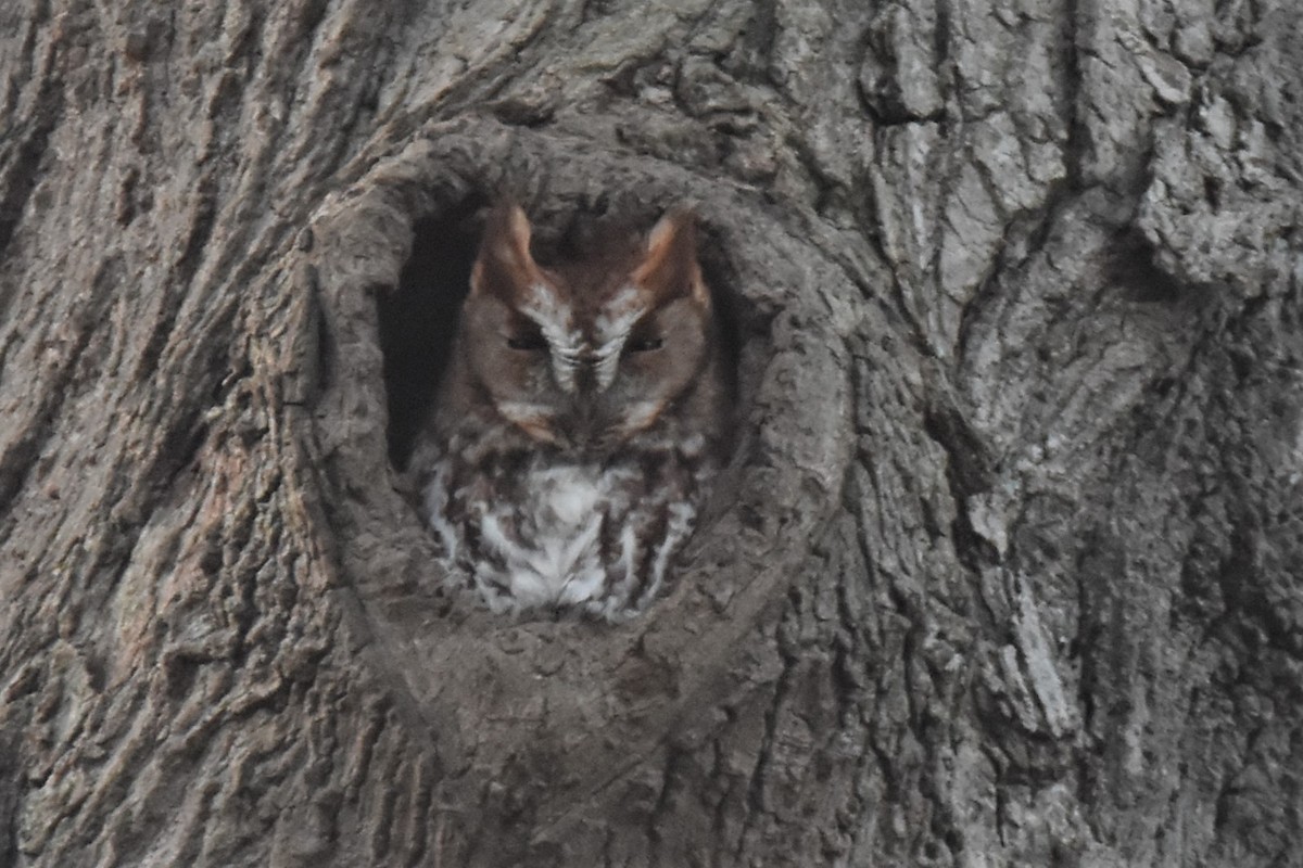 Eastern Screech-Owl - ML406397941