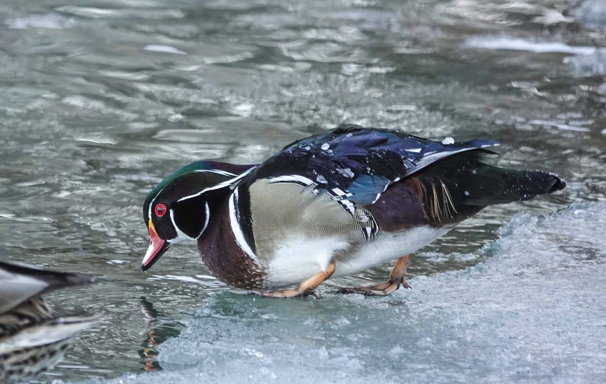 Wood Duck - Gale VerHague