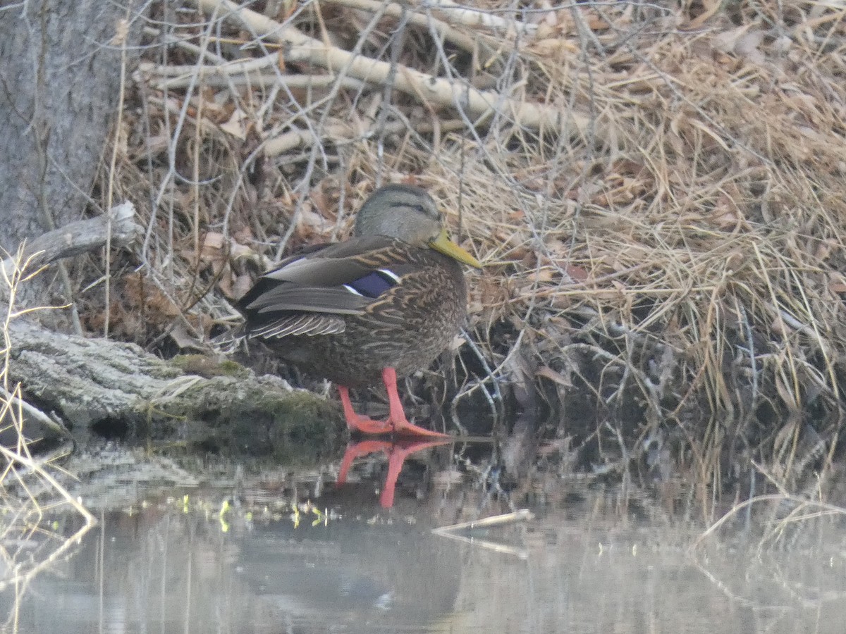 Mallard/Mexican Duck - Sally Waterhouse