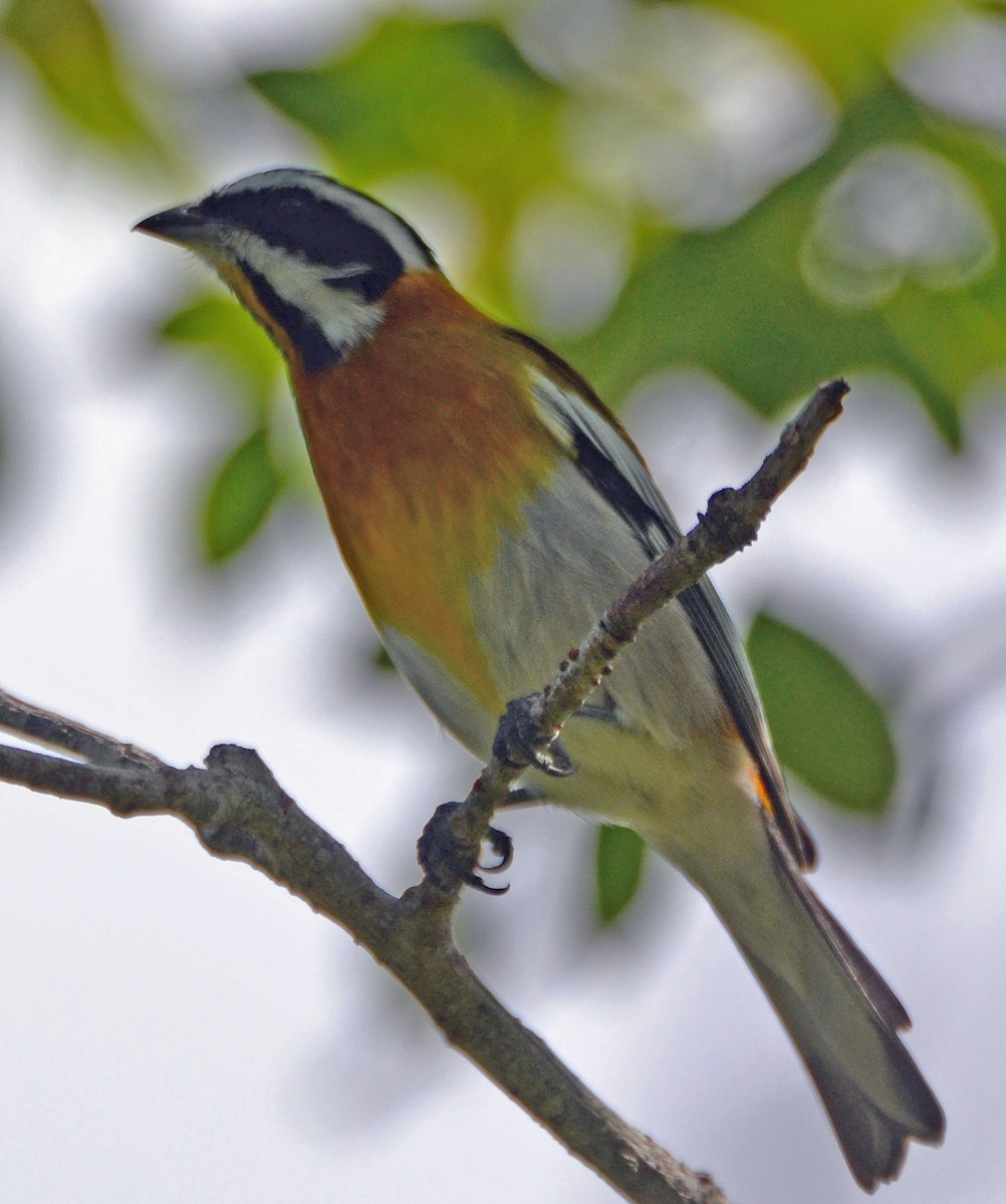 Western Spindalis (Cuban) - Michael J Good