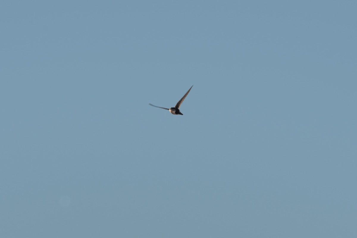 White-throated Swift - Charles Thomas