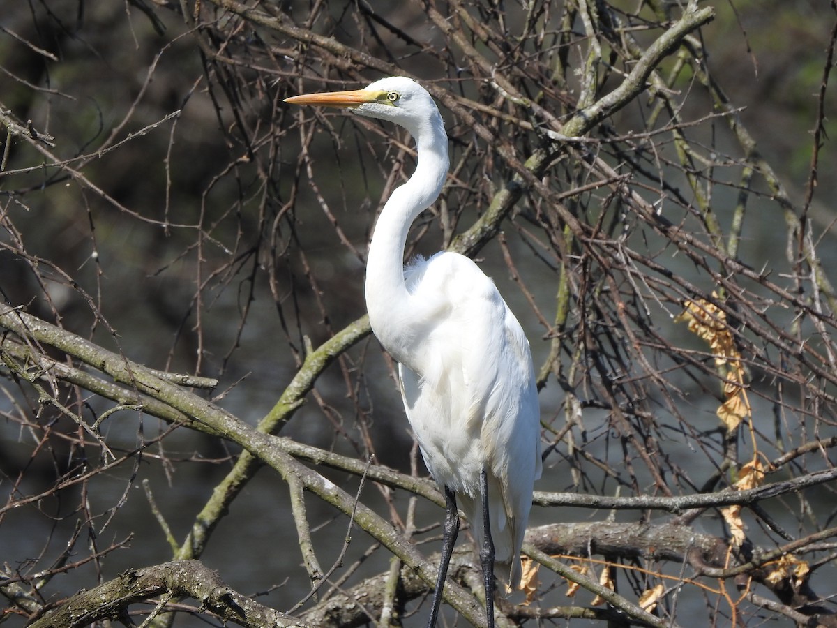 Great Egret - ML406402331