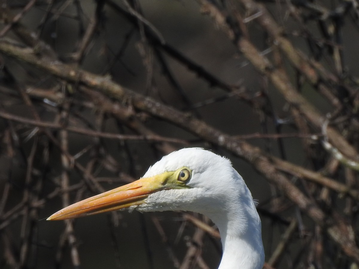 Great Egret - ML406402431