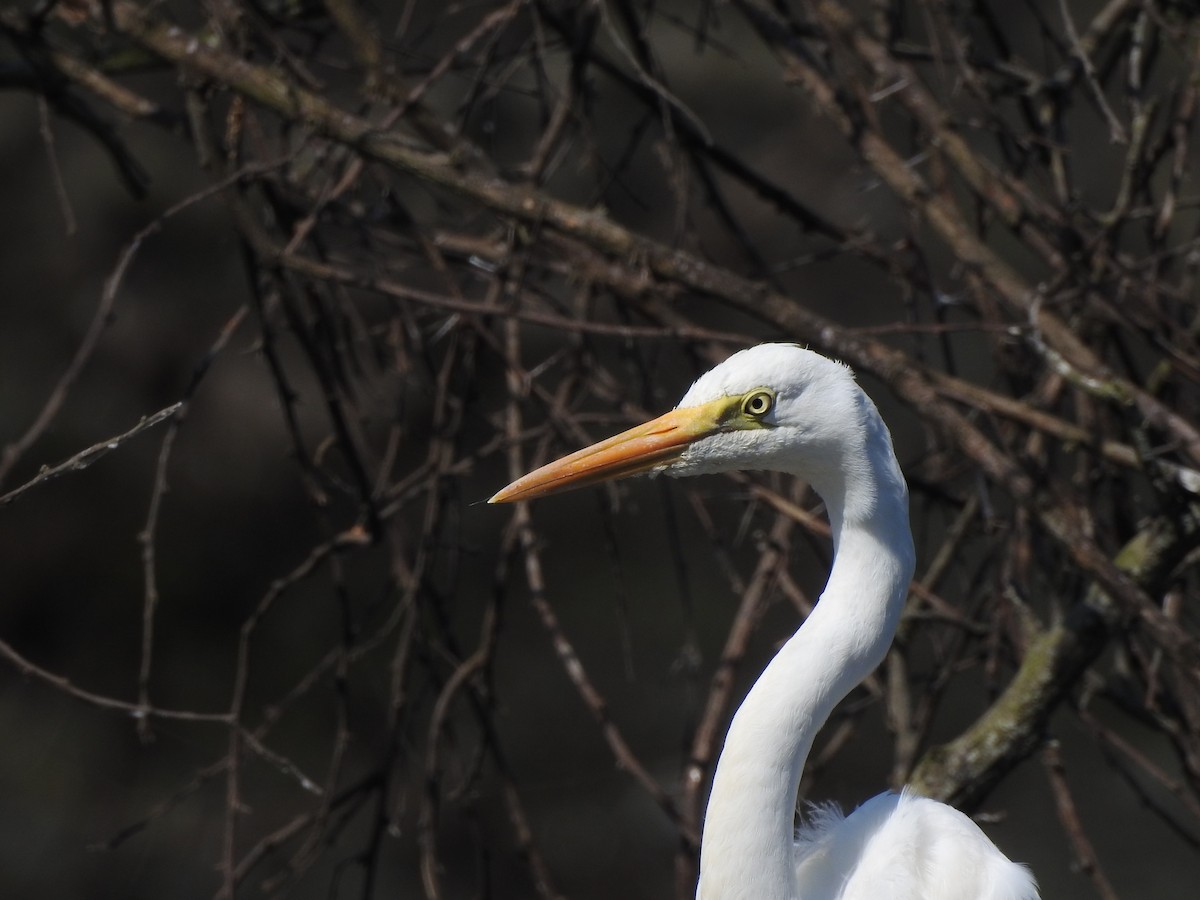 Great Egret - ML406402451