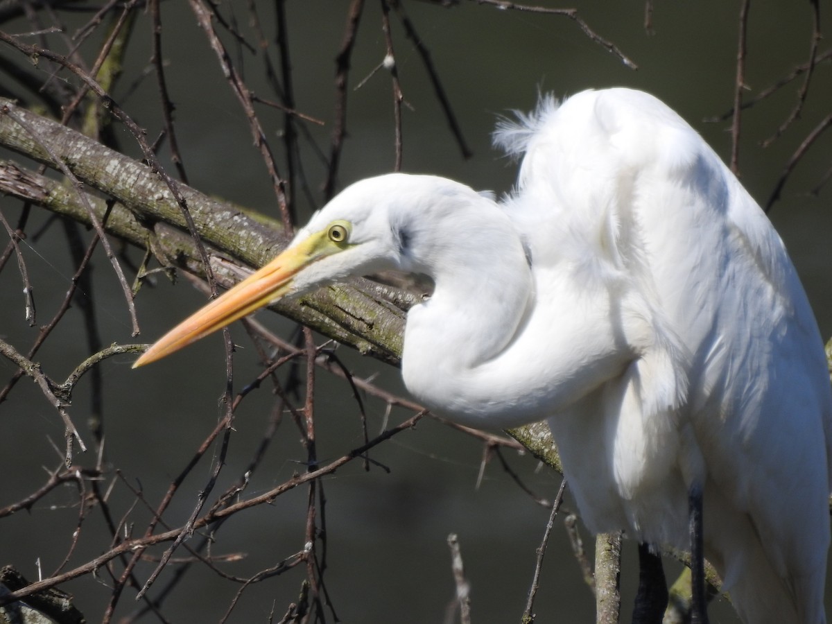 Great Egret - ML406402461