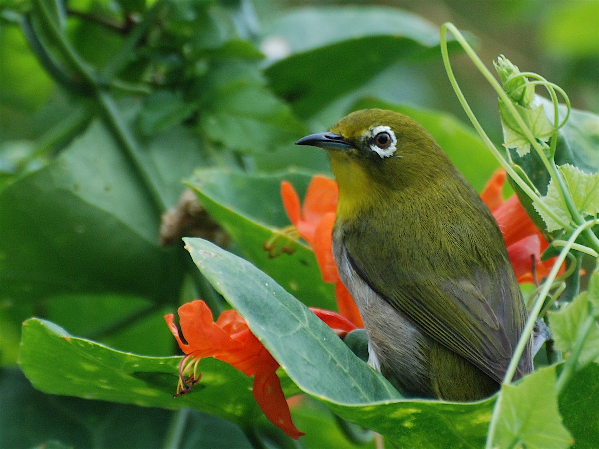 Warbling White-eye - Alan Van Norman