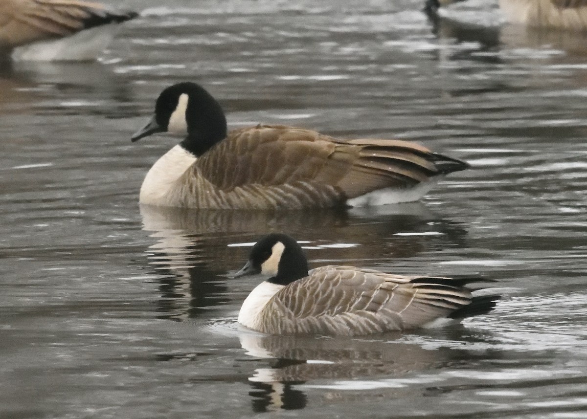 Cackling Goose - Guy Babineau