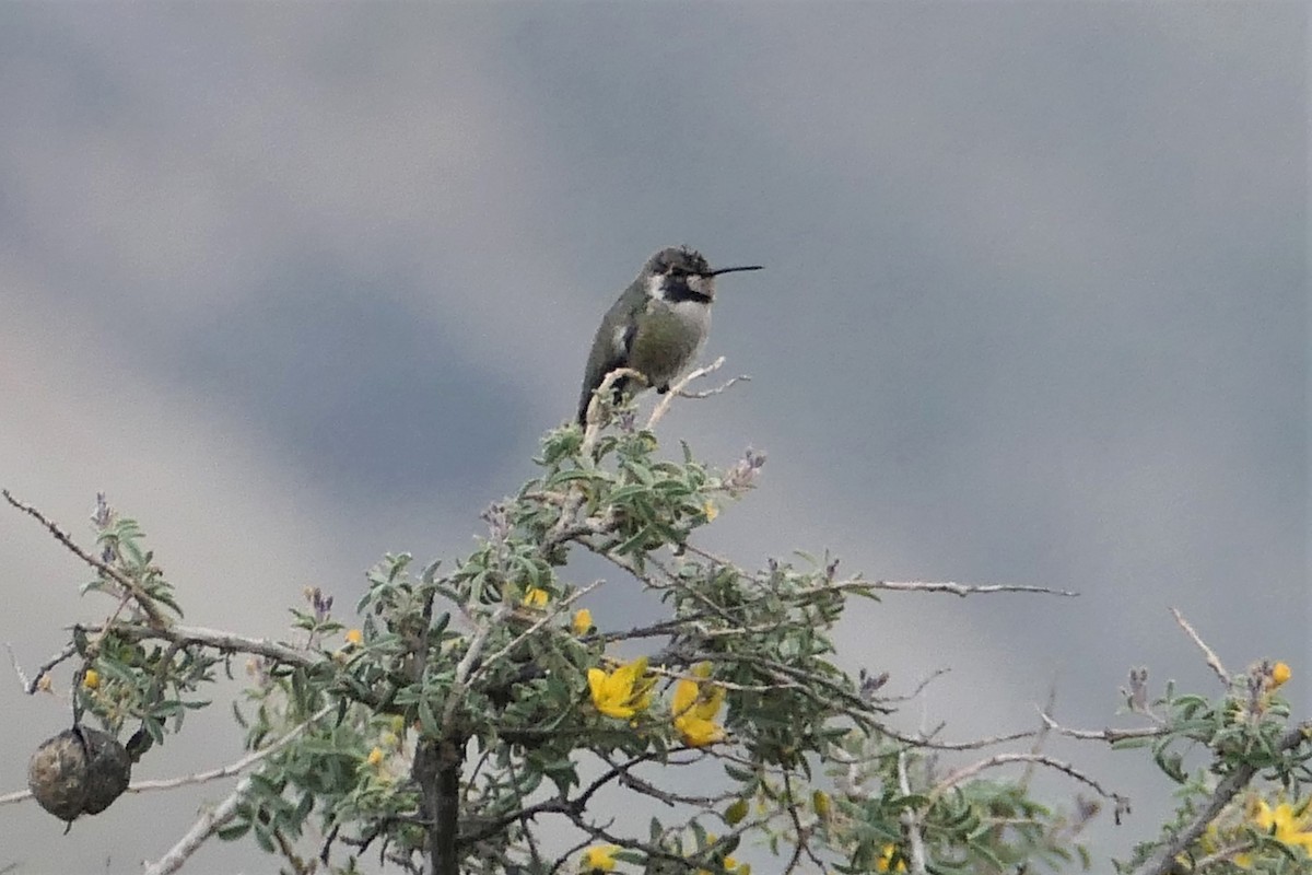 Costa's Hummingbird - ML406404041