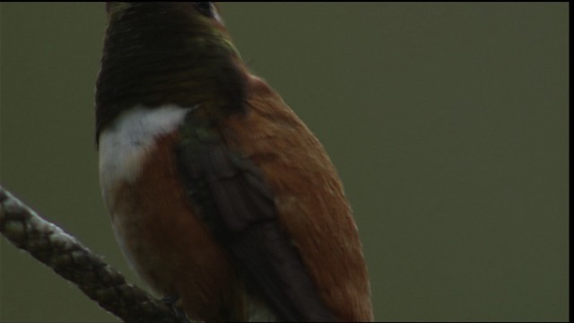 Rufous Hummingbird - ML406405
