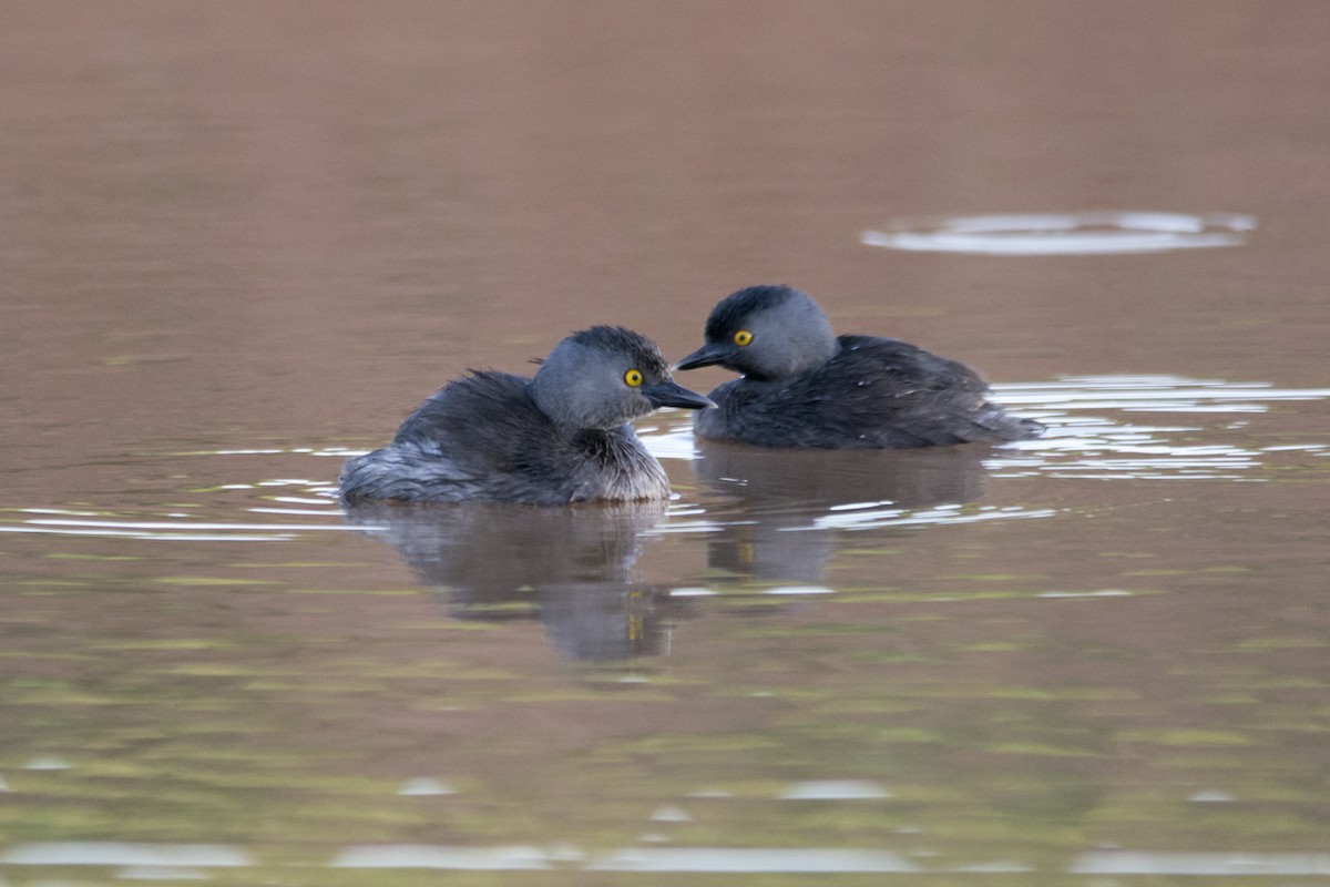 Least Grebe - ML406407481