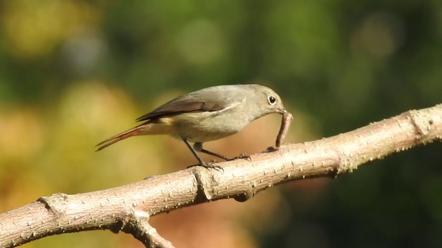 Hodgson's Redstart - ML406408271