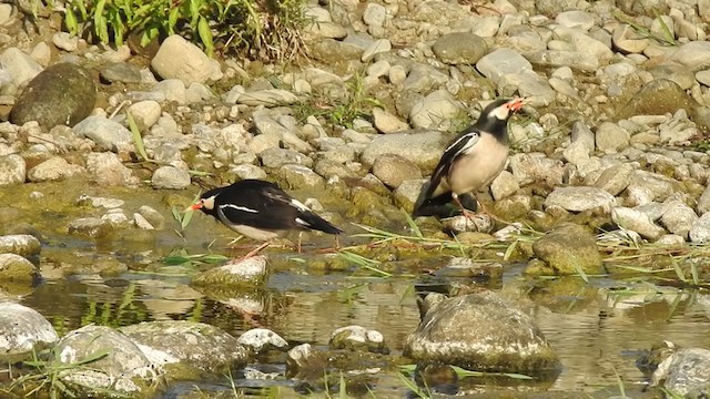 Indian Pied Starling - ML406409201