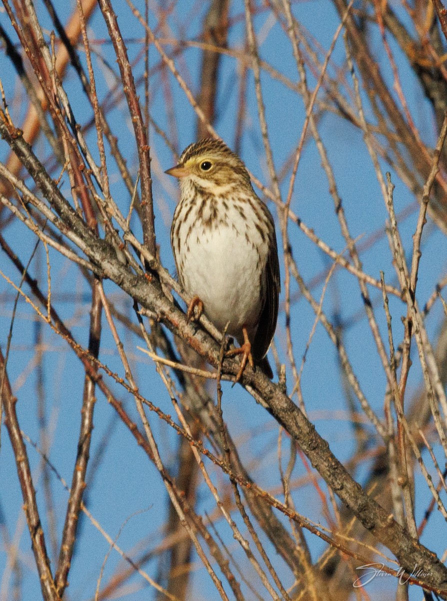 Savannah Sparrow - ML406409911