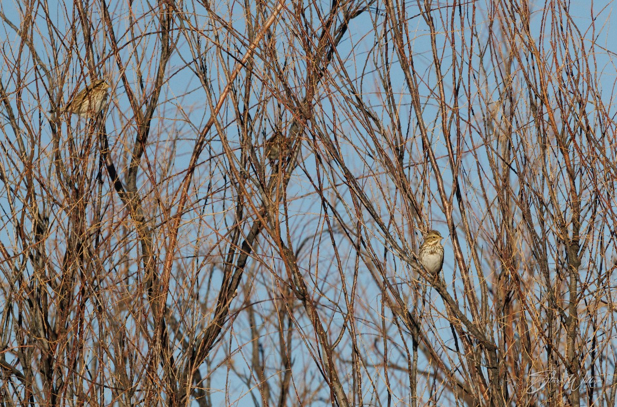 Savannah Sparrow - ML406409941