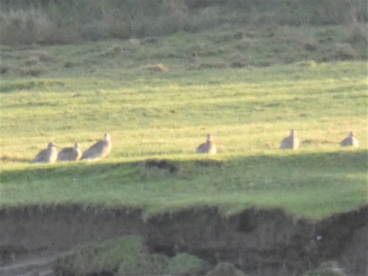 European Golden-Plover - ML406410391