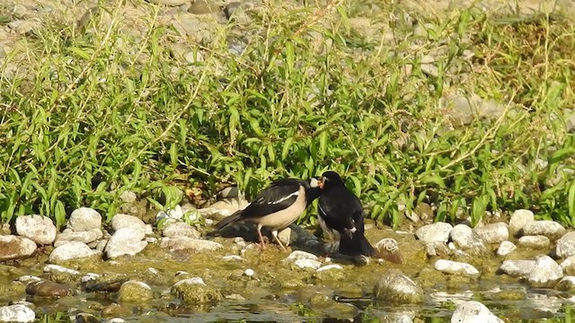 Indian Pied Starling - ML406410571