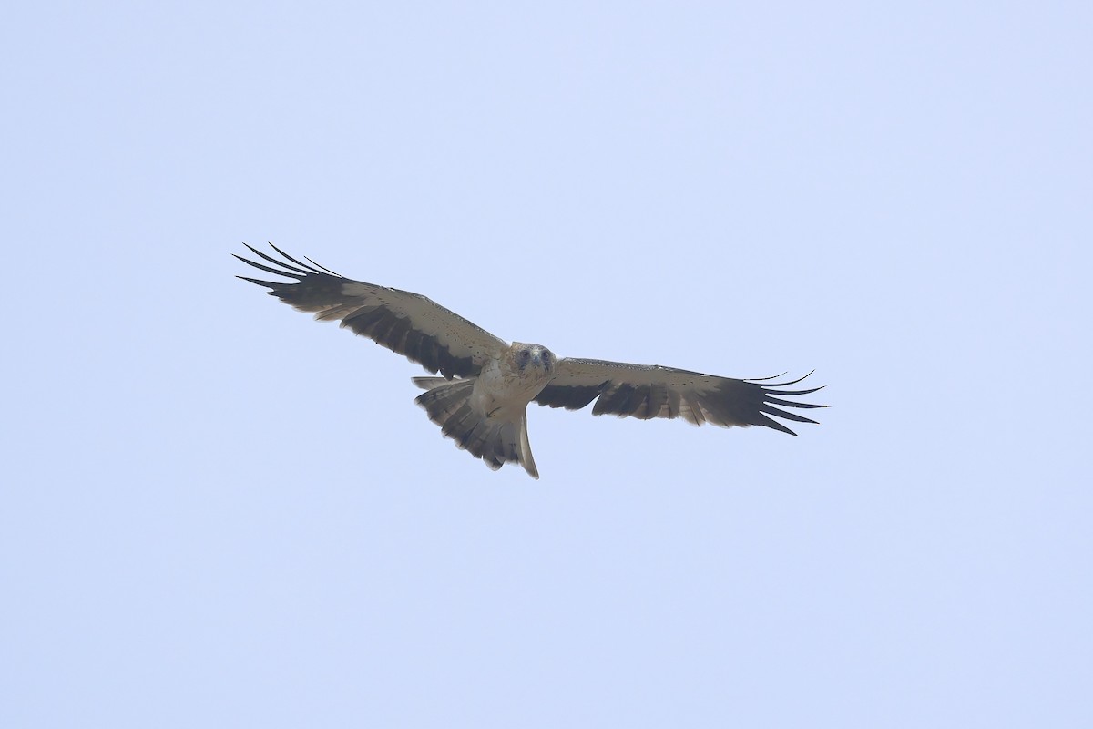 Booted Eagle - ML406411261