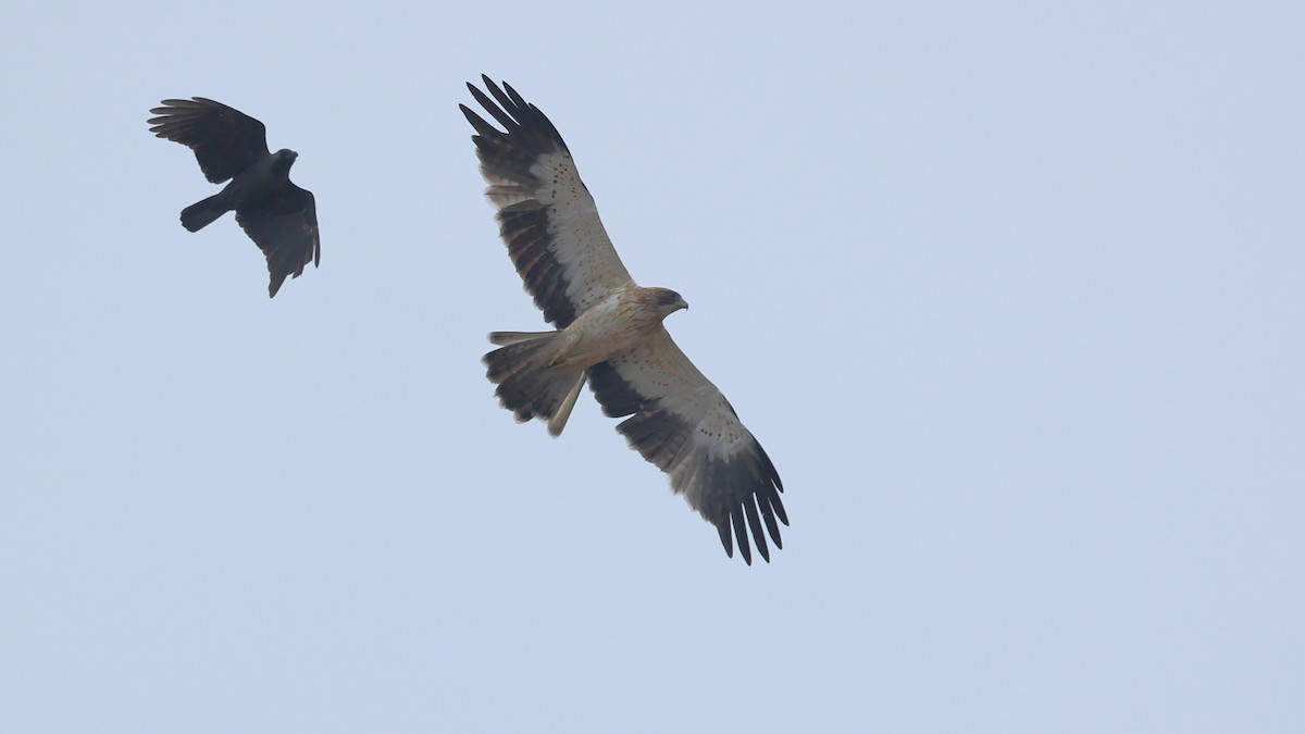 Águila Calzada - ML406411271