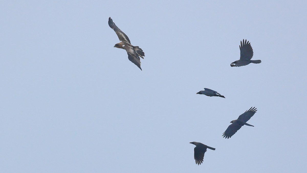 Booted Eagle - ML406411281