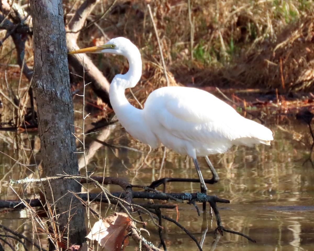 Great Egret - ML406411371