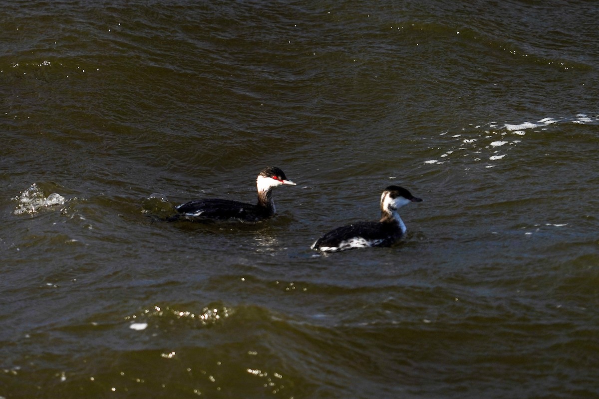 Horned Grebe - ML406411521