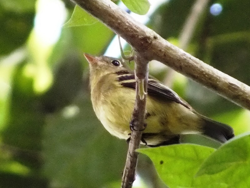 Yellow-bellied Flycatcher - ML40641241