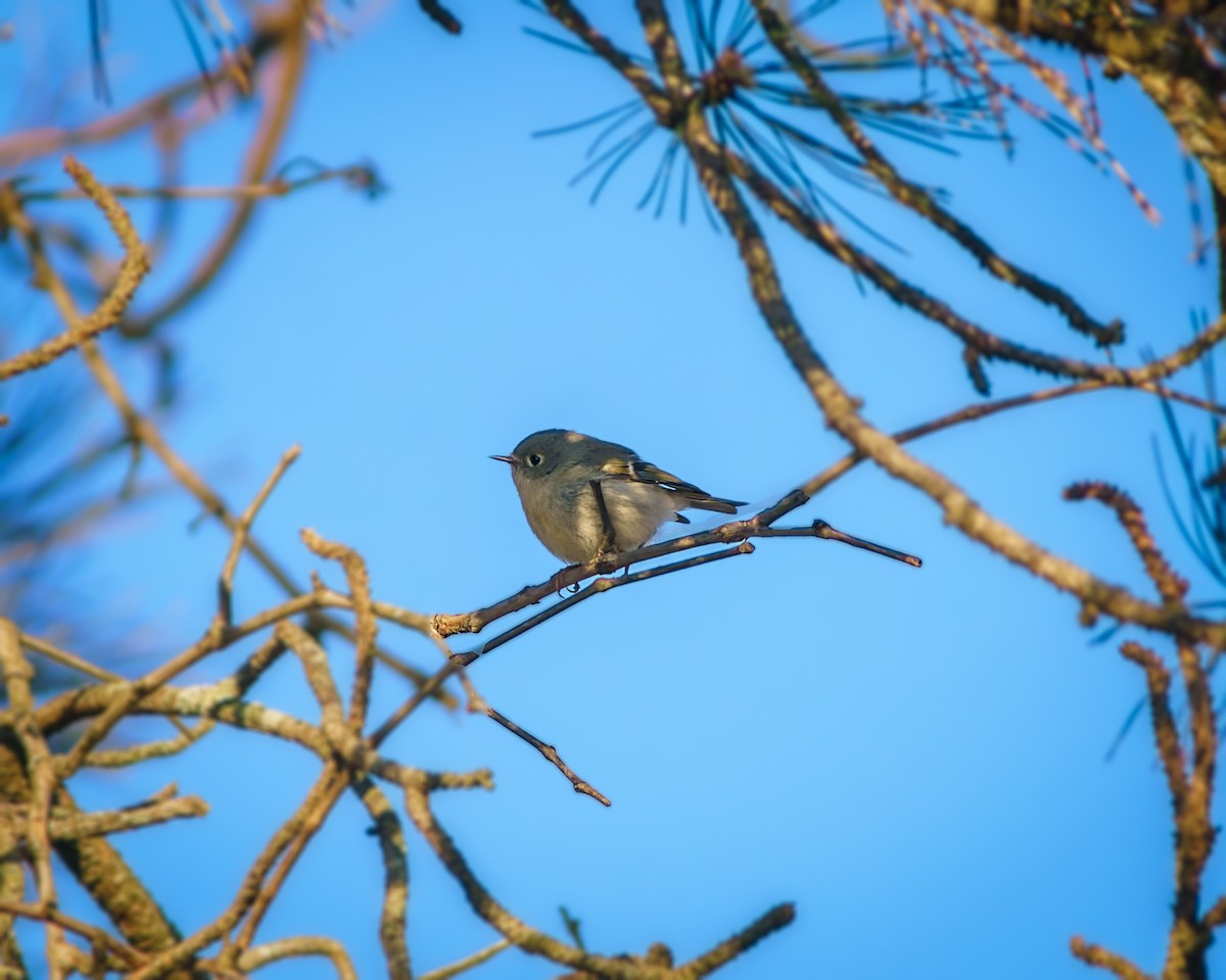 Ruby-crowned Kinglet - ML406414061