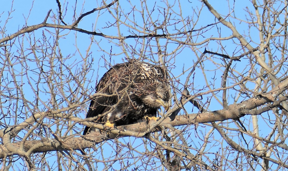 Bald Eagle - ML406415101