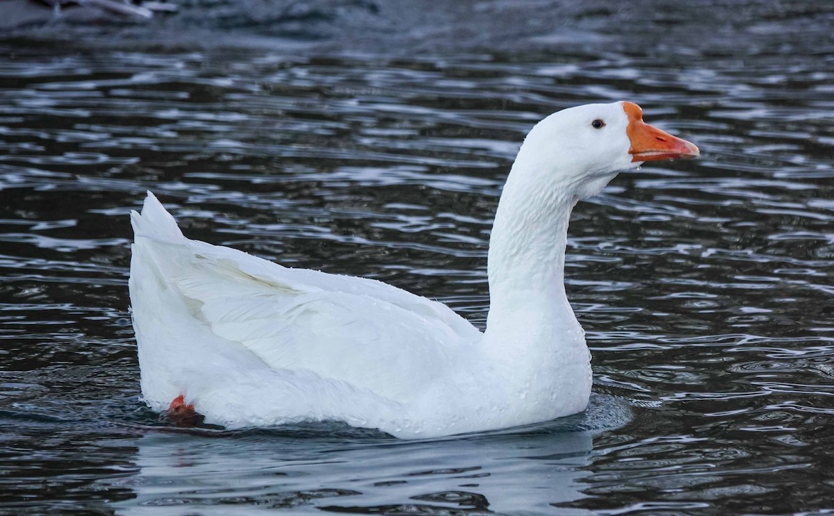 Domestic goose sp. (Domestic type) - ML406416081