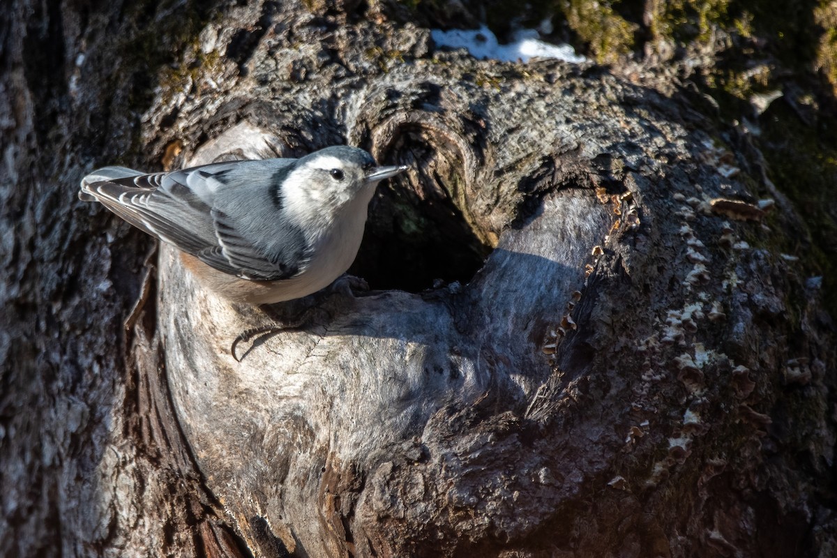 White-breasted Nuthatch - ML406416541