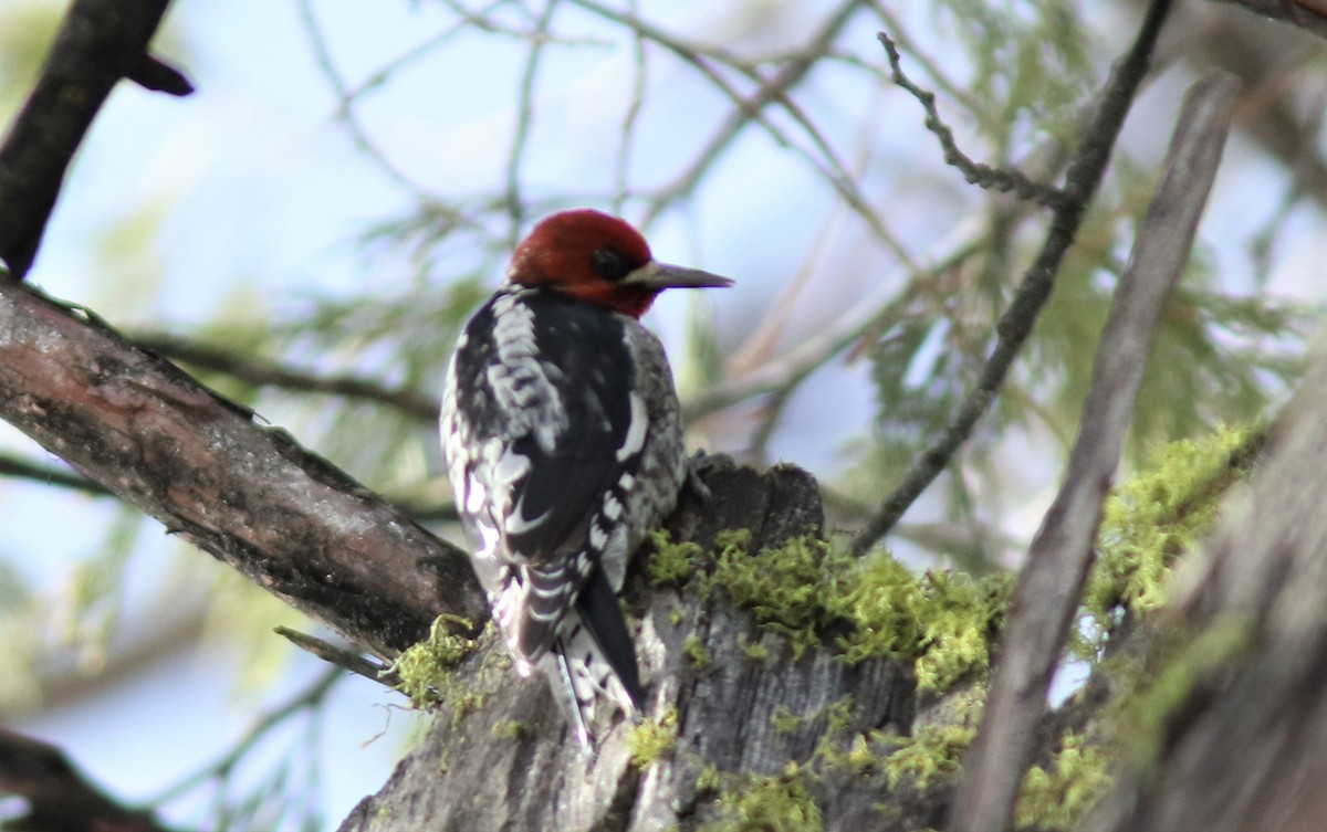 Red-breasted Sapsucker - ML406417771