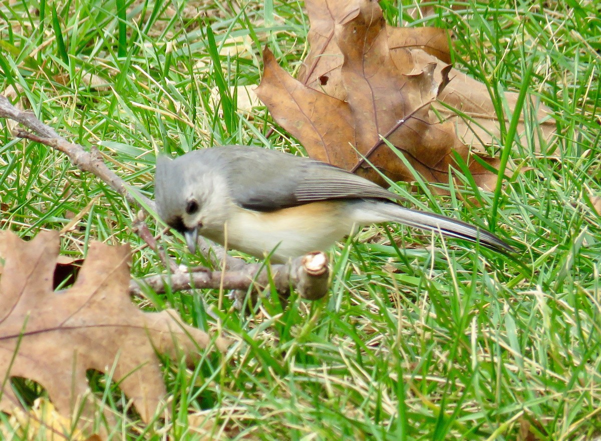 Mésange bicolore - ML40641951