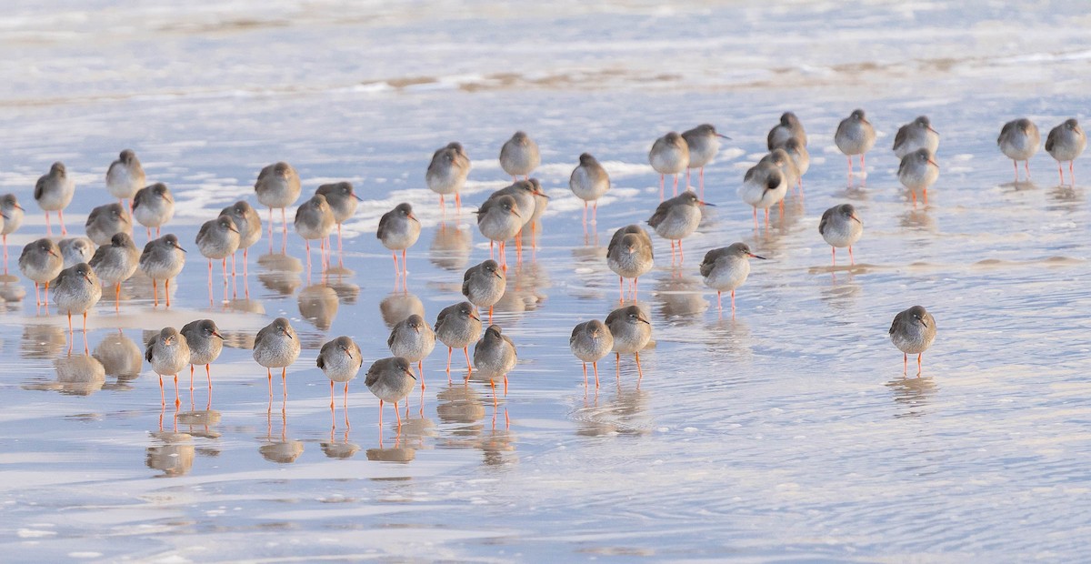 Common Redshank - ML406420211