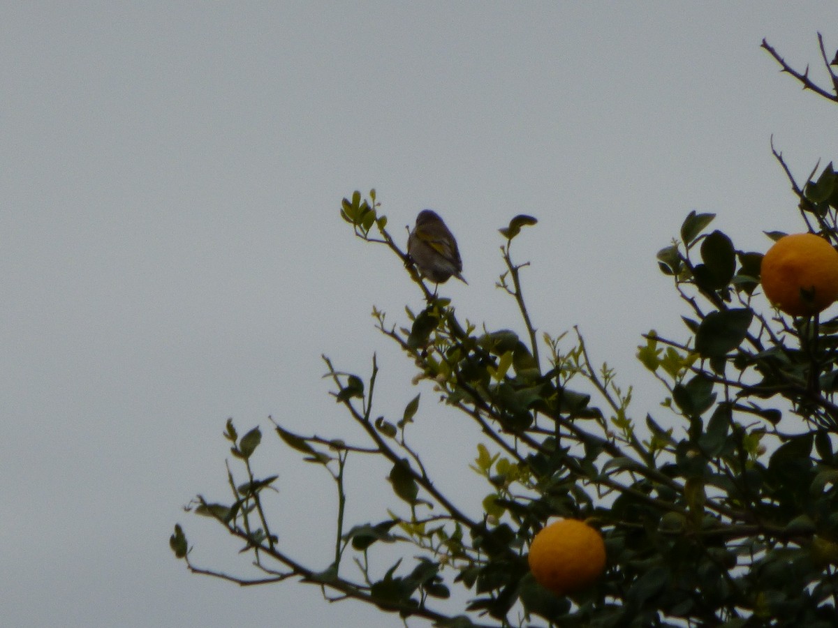 Lawrence's Goldfinch - ML406422301