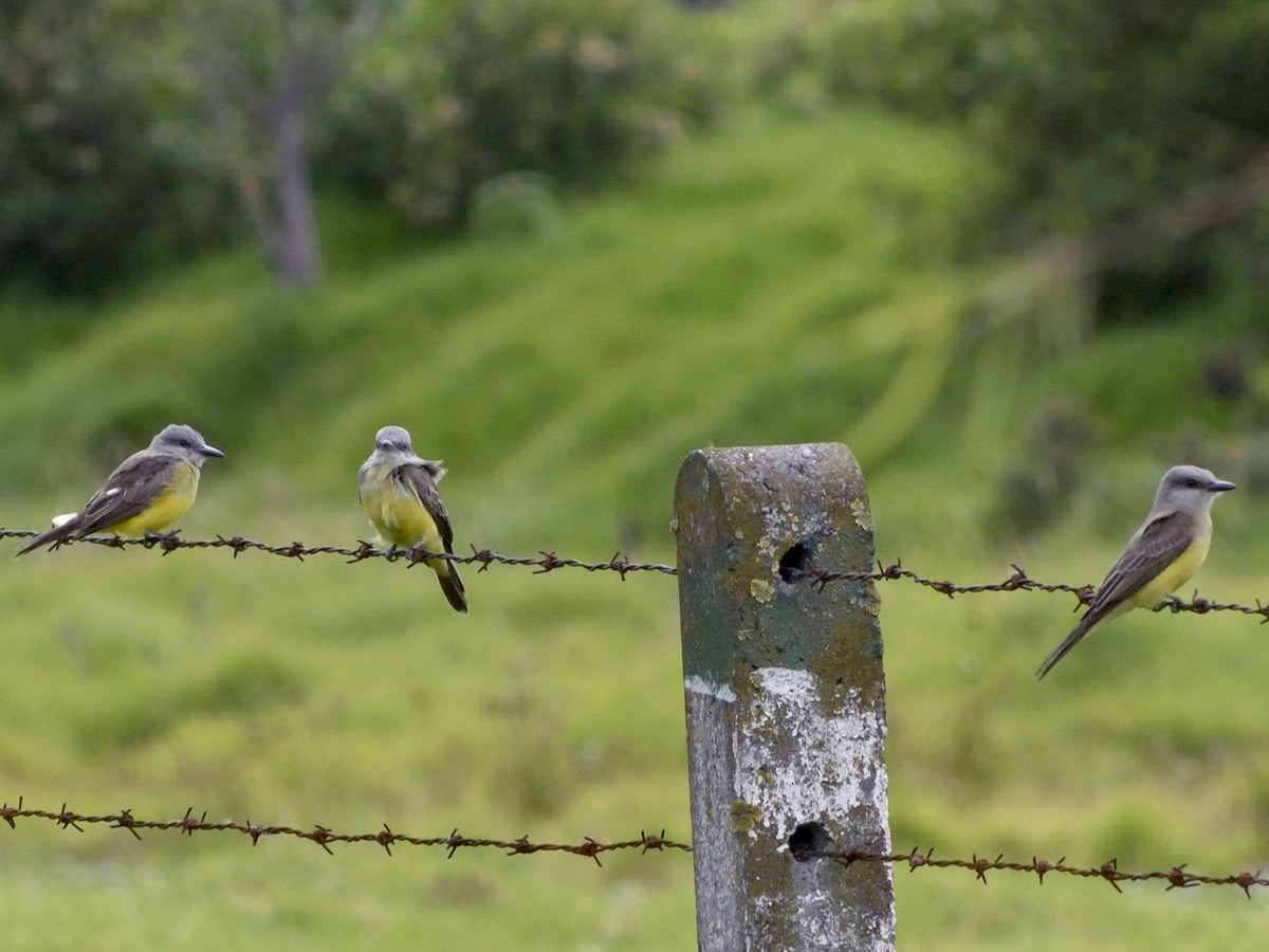 Tropical Kingbird