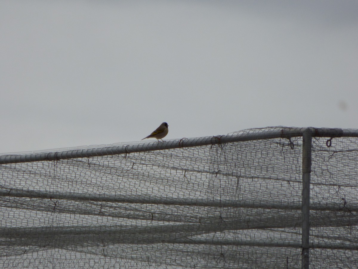 Lawrence's Goldfinch - ML406422621