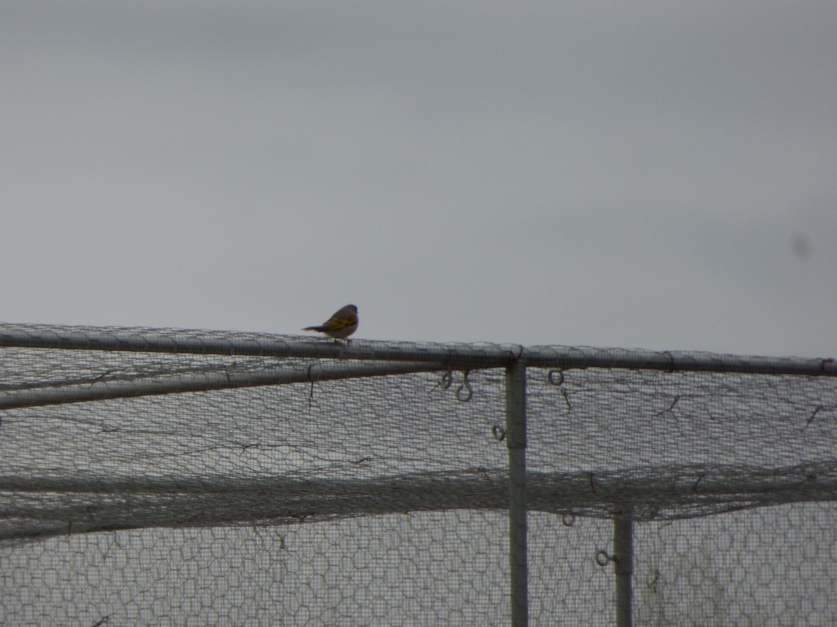 Lawrence's Goldfinch - ML406422801