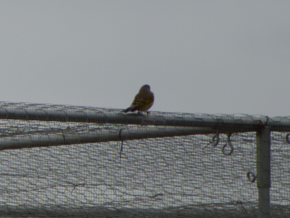 Lawrence's Goldfinch - ML406422821